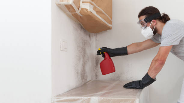 Professional Basement Mold Remediation technician working in Grandy, NC