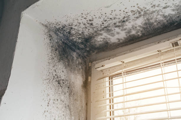 Affordable Basement Mold Remediation solutions in Grandy, NC